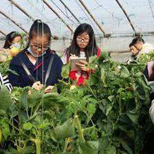 西北農林科技大學園藝學院 匠心培育，科技賦能園藝產品種植