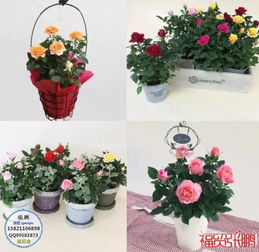 2019日本園藝勞保用品假山景觀石展覽會 園藝種植與創新技術的融合