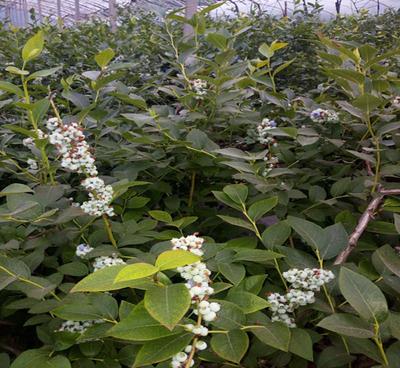 山東泰安優質藍莓苗 南北適種，助您豐收新選擇
